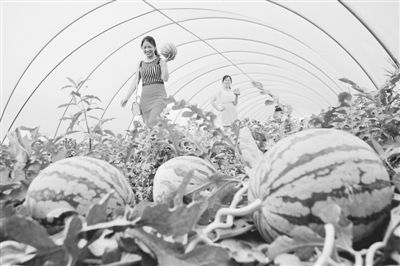 科技賦能，模式創新 牧原食品現代化高效農業示范園的技術推廣之路